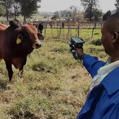 Copper Crest Trading Limited